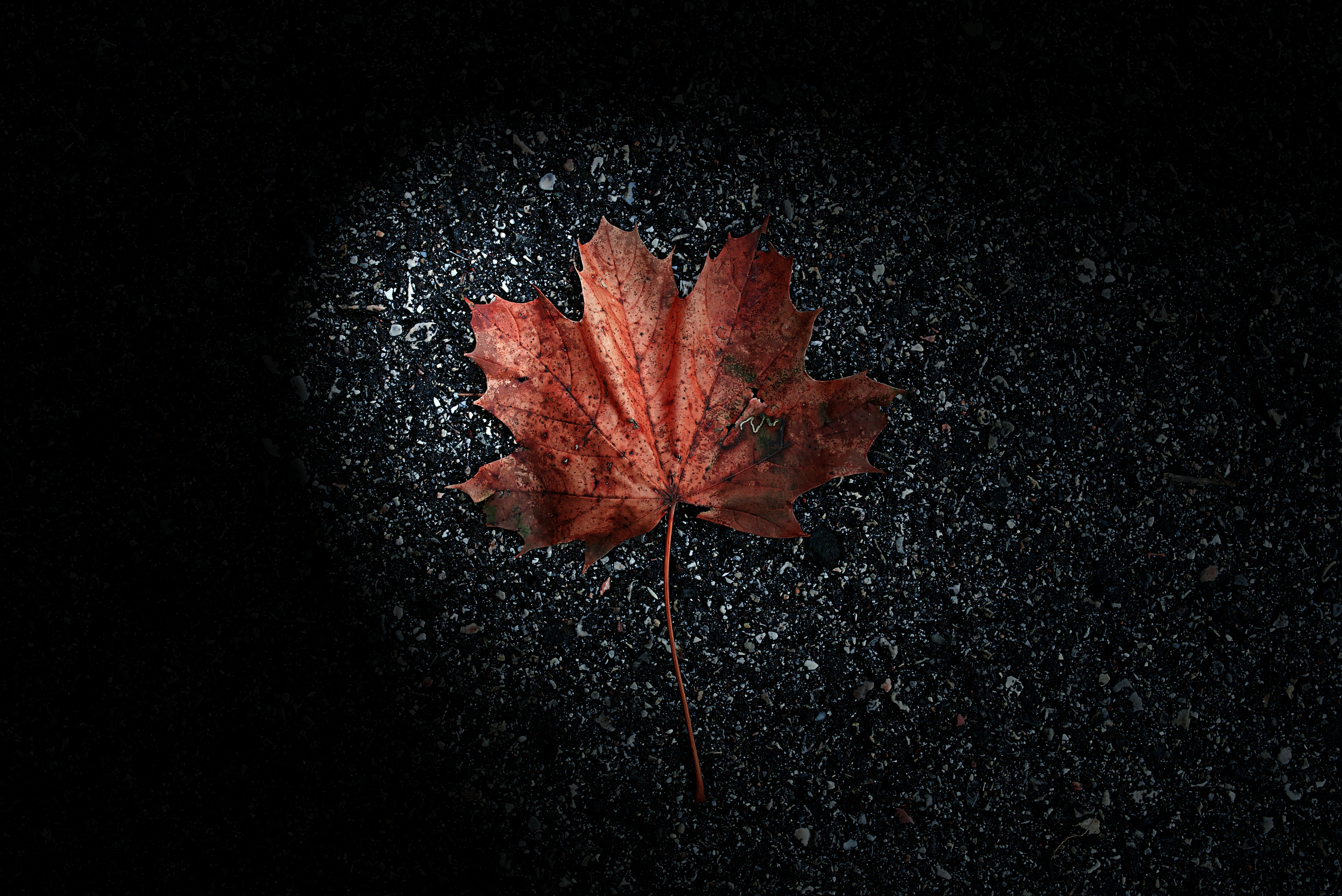 selective focus photography of brown leaf on ground